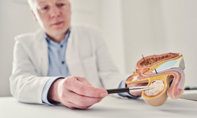 Arzt erläutert ein anatomisches Modell der Prostata
